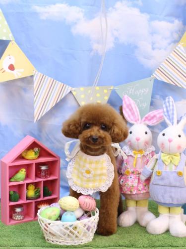 20240331モコちゃん